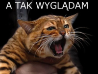 A tak wyglądam gdy...