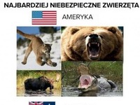 Najbardziej niebezpieczne zwierzęta świata. W Europie najgroźniejsze! Zobacz co na nas poluje! :O