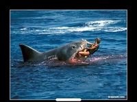 Rekin zaatakował ośmiolatka na wybrzeżu Florydy!
