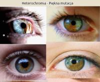 Heterochromia - mutacja, która powoduje, że ... ;) Wow! Robi wrażenie!