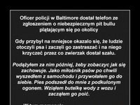 Oby więcej takich policjantów! Wspaniały człowiek! Nie pozostał obojętny na cierpienie zwierzaka