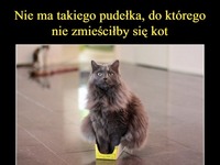 Nie ma takiego pudełka, do którego nie zmieściłby się kot XD